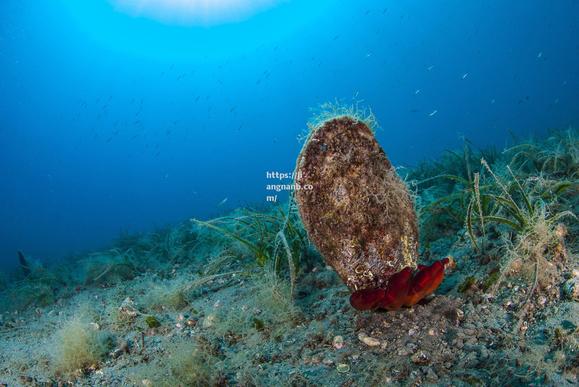 江南体育-深海发现巨大贝尔！科学家揭秘神秘海洋生物的生态奥秘