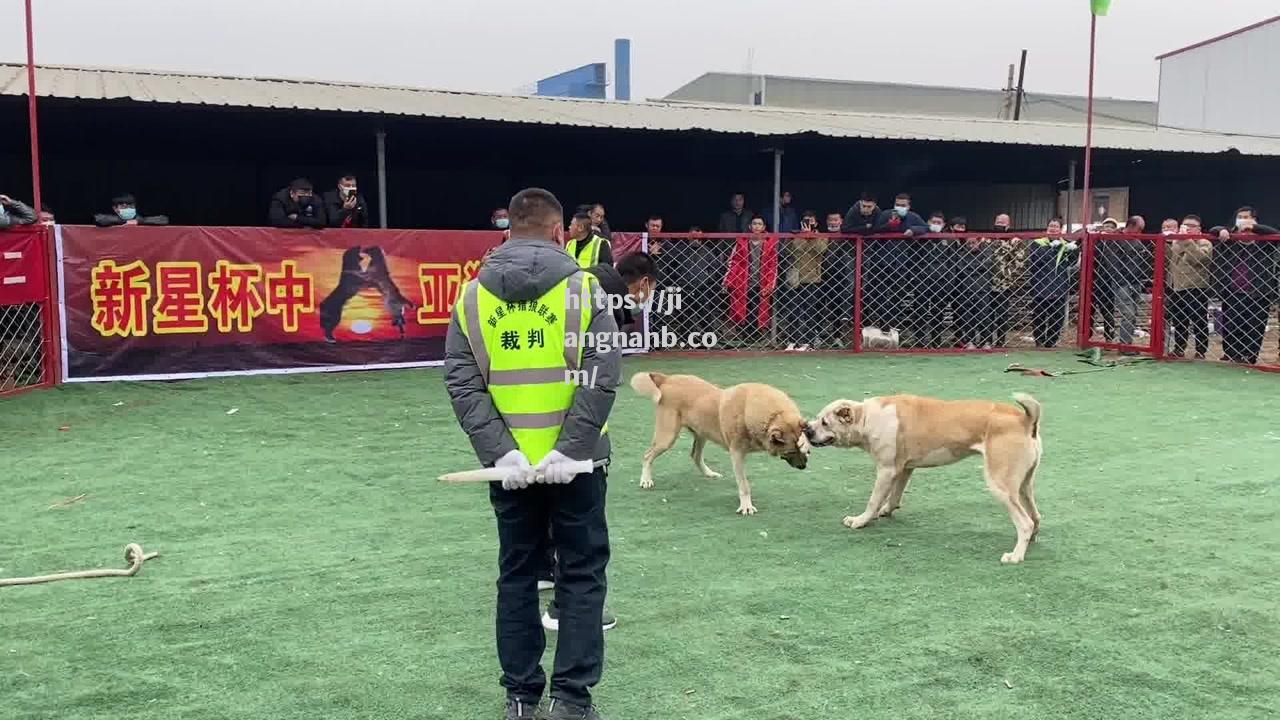 中心对决：东欧球队不敌中亚强队